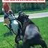 Bully Disrespects Corso Pays For It Canecorso Dog Shorts Crime