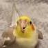 Beatbox Bird Cutebirds Beatbox Calopsita Cockatiel Divertidos Music Shorts