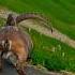 Limbo Dance Ibex Style Switzerland Nature Funnyanimals Funnyshorts