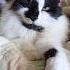 Какие ваши доказательства Cat Music кот