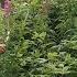 Nordic Forest Foraging Willowherb Fireweed Syrup Rallarros Saft