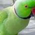 Parrot Breakfast Parrots Mitho Parrotshorts