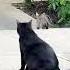 Angry Black Cat Doesn T Want To Be Friends Nature Shorts Catvideos Catlover Cat