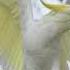 Голоса птиц Как поёт попугай Какаду Cacatuidae
