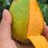 Mango Eating Easy Way Shorts Trending Food Fruit Mango