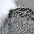 Sage Grouse Mating Rituals In Groups Called Leks
