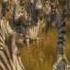 Madagascar 2 The Travelling Song