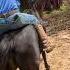 Horse Naughty Time Horse Farm Farmlife Funny Shorts