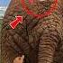 Why This Elephant Froze Like A Statue