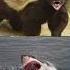 What S The Most Aggressive Animal Honey Badger Vs The Wild Quiz Ytshorts Shortsfeed Quiz