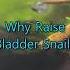 Bladder Snails Are Making A Comeback Which Is A Boon For The Lake Biome