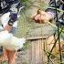 Boy Nam S Weaves 2 Bamboo Cages To Hold Ducks For Sale Buys 3 Plastic Pots Water Ladle Slippers