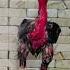 Thikra Aseelmurgalover Foryou