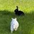 Cat And Bunny Play Funny Pets Cats Rabbits Shorts Funny