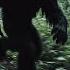 Hidden Camera Reveals Massive Creature In Remote Woods