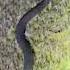 Cottonmouths Chase People
