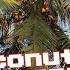 PHILIPPINES MIKO KING The COCONUT TREE WARRIOR Coconut Harvesting