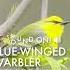 Blue Winged Warbler Singing In New York Birds Warblers