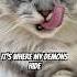 I M The King Of My Own Kingdom Cat Shorts Cutecat Cuteanimals Catlover Pets