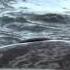 Seal Rolling Scratching Its Back On Boat Ramp