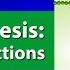 The Light Reactions Of Photosynthesis