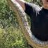 Hunting For A Missing Giant Python 5 Males Down But She S Still Out There