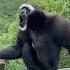 Sound Of A Howler Monkey