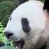 PANDA MUKBANG52 How Much Bamboo Can A Panda Eat In One Bite 揭秘 熊猫一口能吃掉多少竹叶