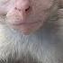 Baby Monkey Rescued From Mother After Deadly Road Accident
