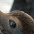 Facts The California Sea Lion