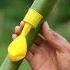 Yellow Balloon Shot Bamboo Creations With 3 Arrow Bamboo Slingshots DIY