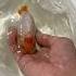 Thailand Import Ranchu Goldfish Ranchu Goldfish