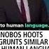 We Swapped Jokes Again Colin Jost Compares Bonobos Hoots With Who Brutaljokes