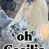 Rooster Chicken Cecilia