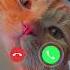 MI Ringtone Sound Effect Cat Call Ringtone