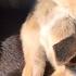 Animal Welfare In Action Peepal Farm Animal Recovery Center In India
