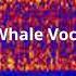 52 Hertz Whale Sounds