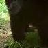 Huge Bear Poops In The Water Hole And Runs Away Terrified