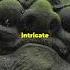 Discover Jamaica S Ancient Roots Shorts History Jamaica Ancienthistory