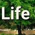 Reiki To Strengthen Your Life Force