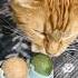 Cracking The Theory That Cats Make The World Spin