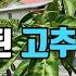 6월초 고추잎이 이상하다면 4가지 꼭 확인해 보자