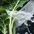 Clean Cut Mustard Greens Cinematiccut Kitchen Coolcut Satisfying Shorts
