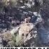 Rare Herd Of Bighorn Sheep Spotted In SoCal Mountains