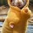 Mouse Cute Dance Mouse Cute Dance Animaldance Petdance