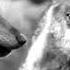 CELTIC DANCE Wolves Don T Cry TRACK PREMIERE 2022
