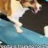 There Is One Universal Truth Polly Is Always Right Seque Originalsound Doggydaycare Fyp