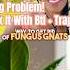 How To Get Rid Of Fungus Gnats Naturally With BtI No Harsh Chemicals