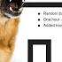 Guard Dogs Random Barking And Growling Dog Sounds For Added Home Security When The House Is