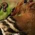 How Do Hoopoes Locate Prey Under The Soil